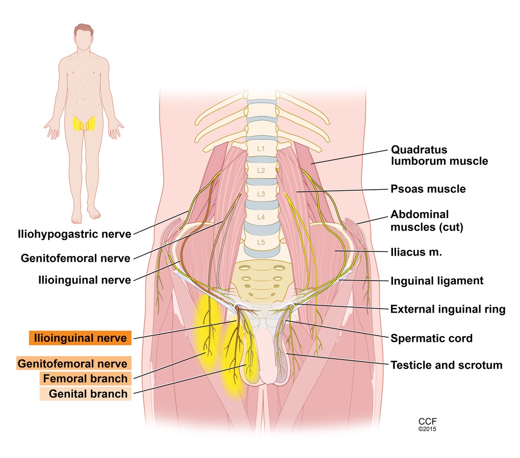 INGUINAL NERVE BLOCK SITES 92685 SHOSKES